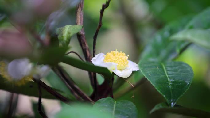 茶叶花茶叶果茶油果茶果茶油摘茶果