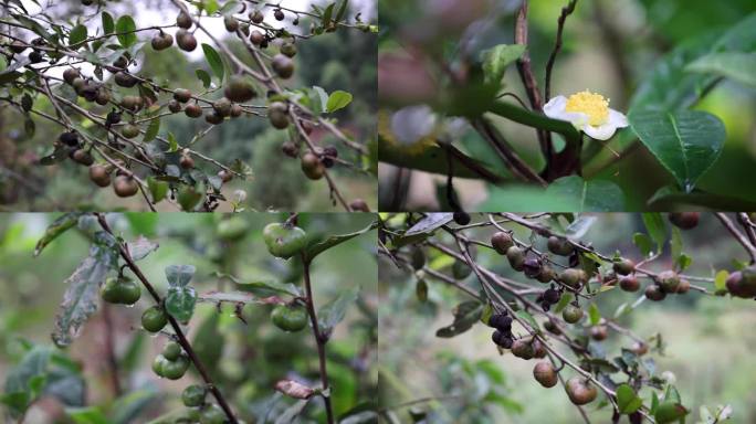 茶叶花茶叶果茶油果茶果茶油摘茶果