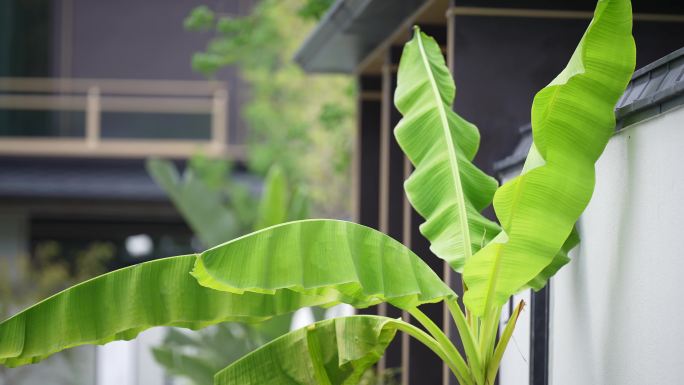 中式别墅院子内的芭蕉树