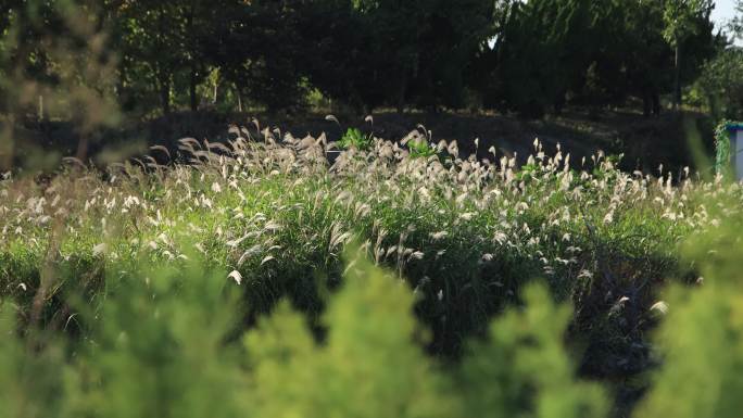 山东省荣成市港西镇朝阳港湿地公园秋风芦苇