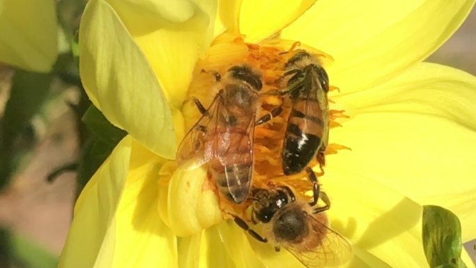 黄花上的蜜蜂特写