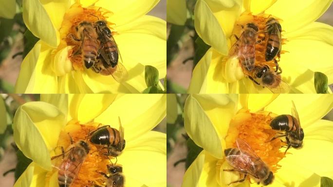 黄花上的蜜蜂特写