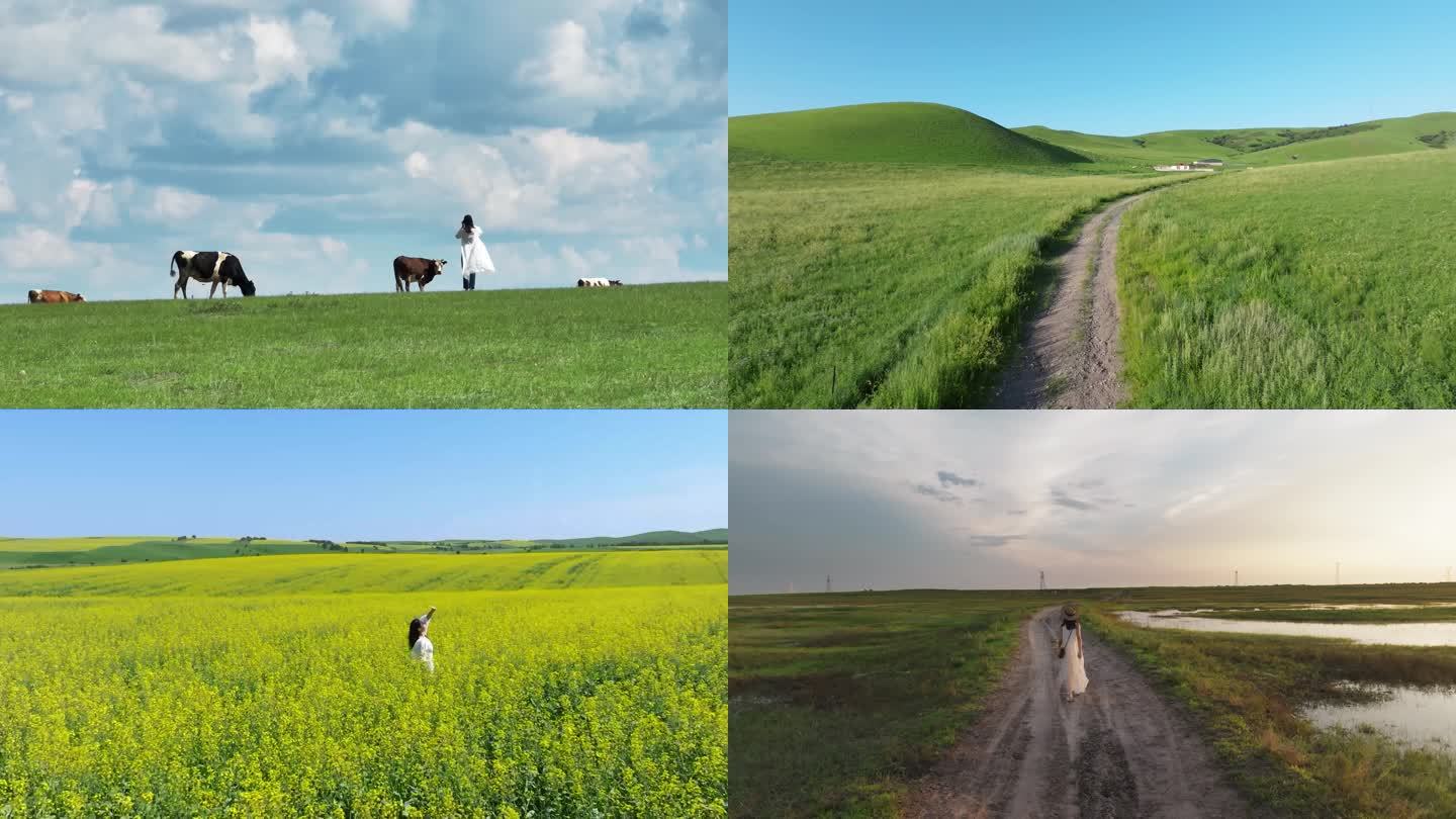 美女游客游览草原有机生态牧场牛群