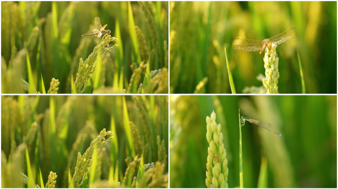 蜻蜓 稻田 稻穗 阳光