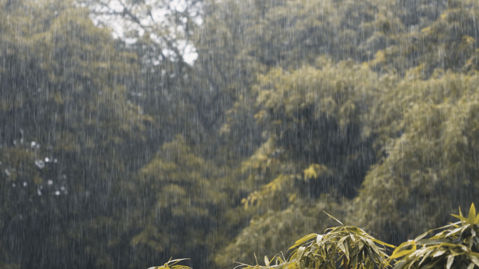 4k秋天森林雨景空镜