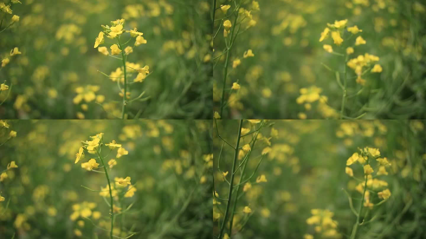 油菜花特写