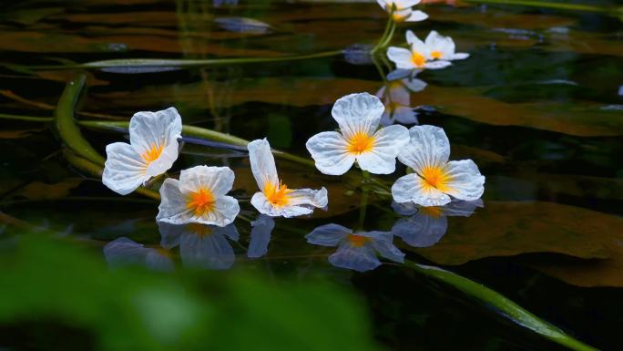 海菜花特写06