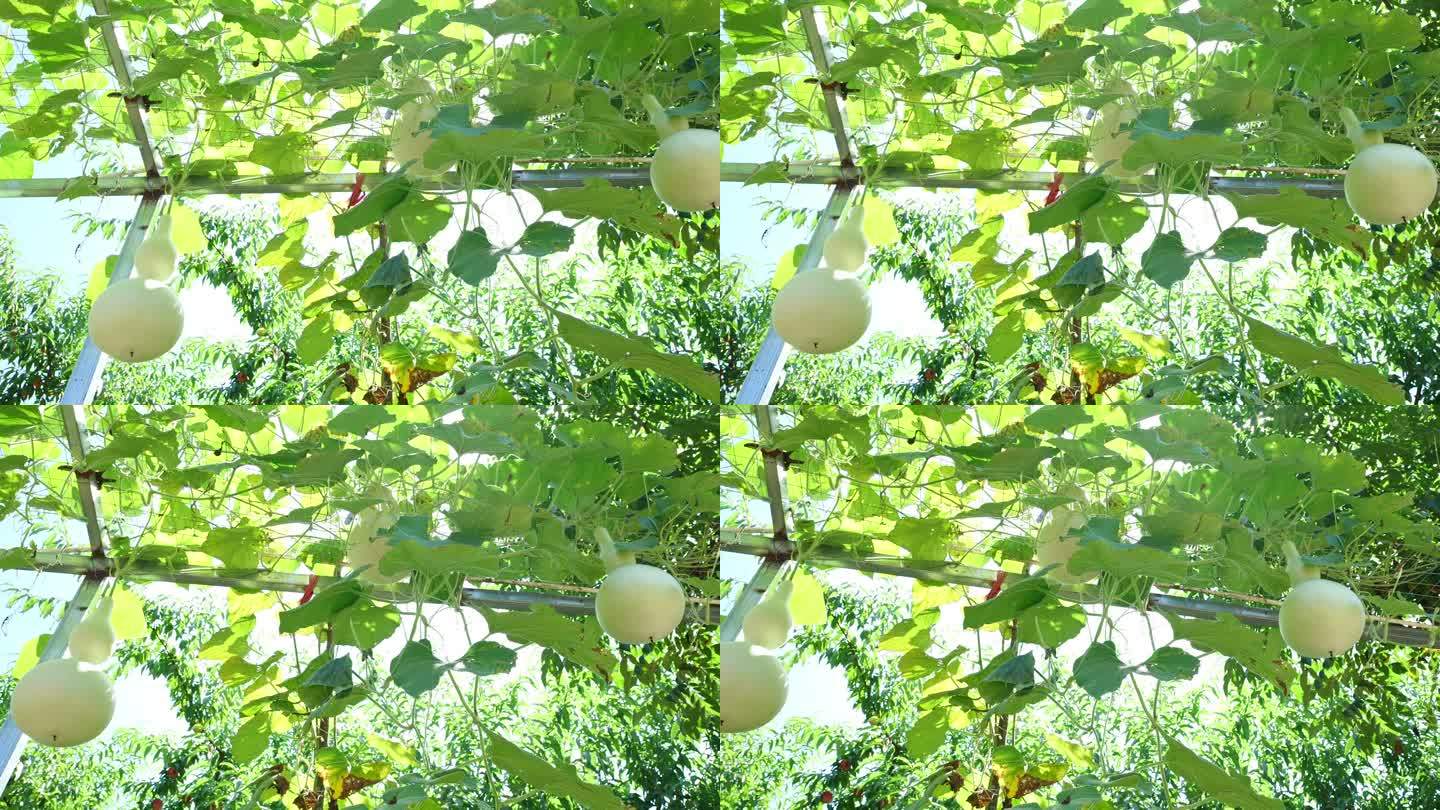 夏日果园里的新鲜葫芦瓜