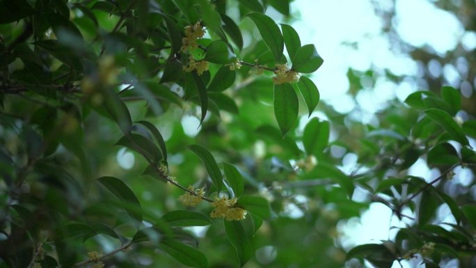 桂花树唯美空境 桂花飘香 空境广告