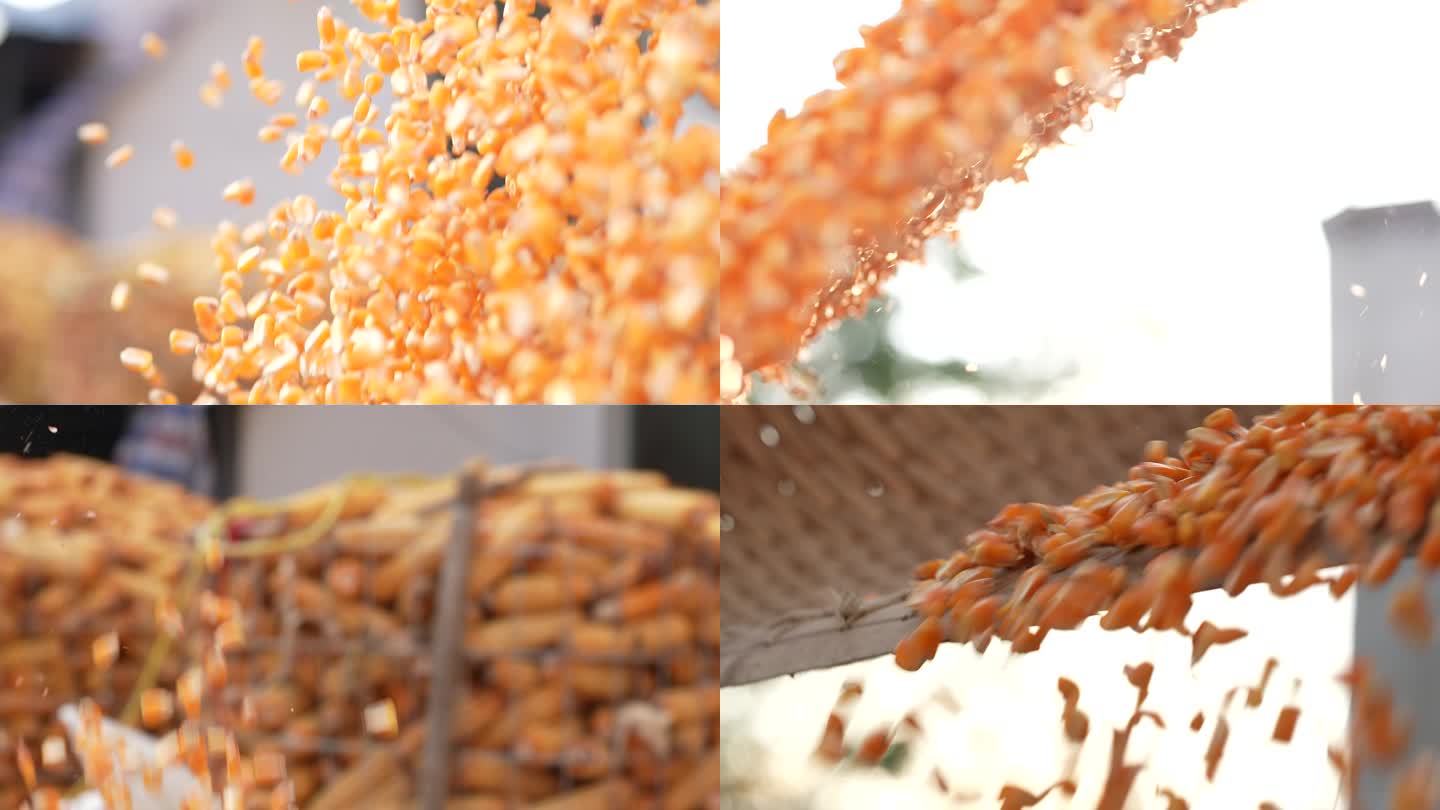 玉米粒子 苞米