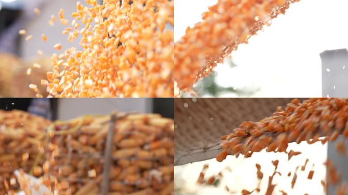 玉米粒子 苞米
