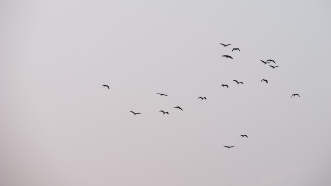群鸟 飞翔