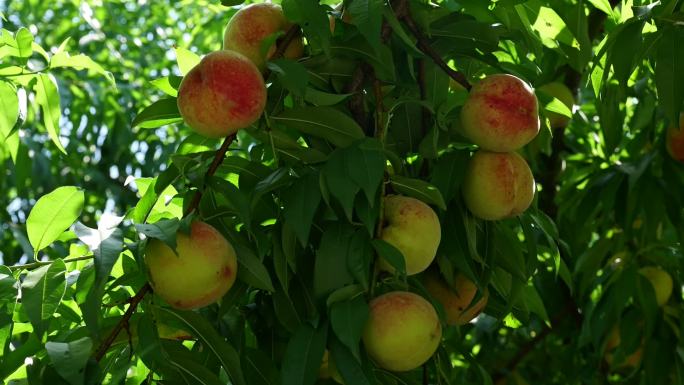 夏日果园有机生态桃子油桃蟠桃采摘