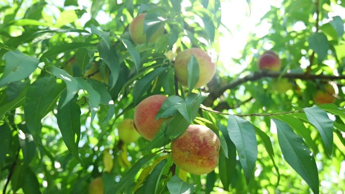 夏日果园有机生态桃子油桃蟠桃采摘