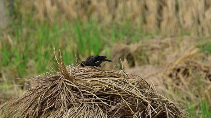 稻草堆上的八哥鸟