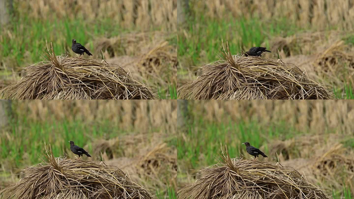 稻草堆上的八哥鸟