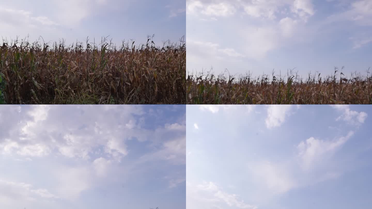 深秋玉米地摇起天空流云