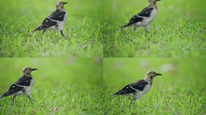 【正版素材】自然深圳生态黑领椋鸟7693