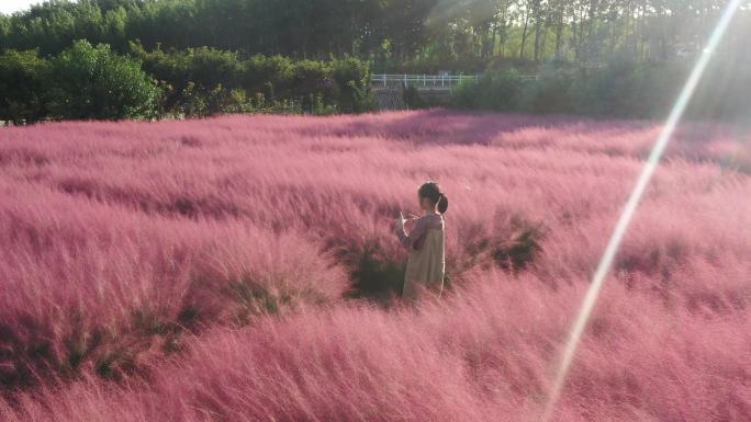 粉黛花海舞蹈