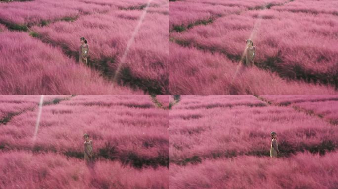 粉黛花海的唯美