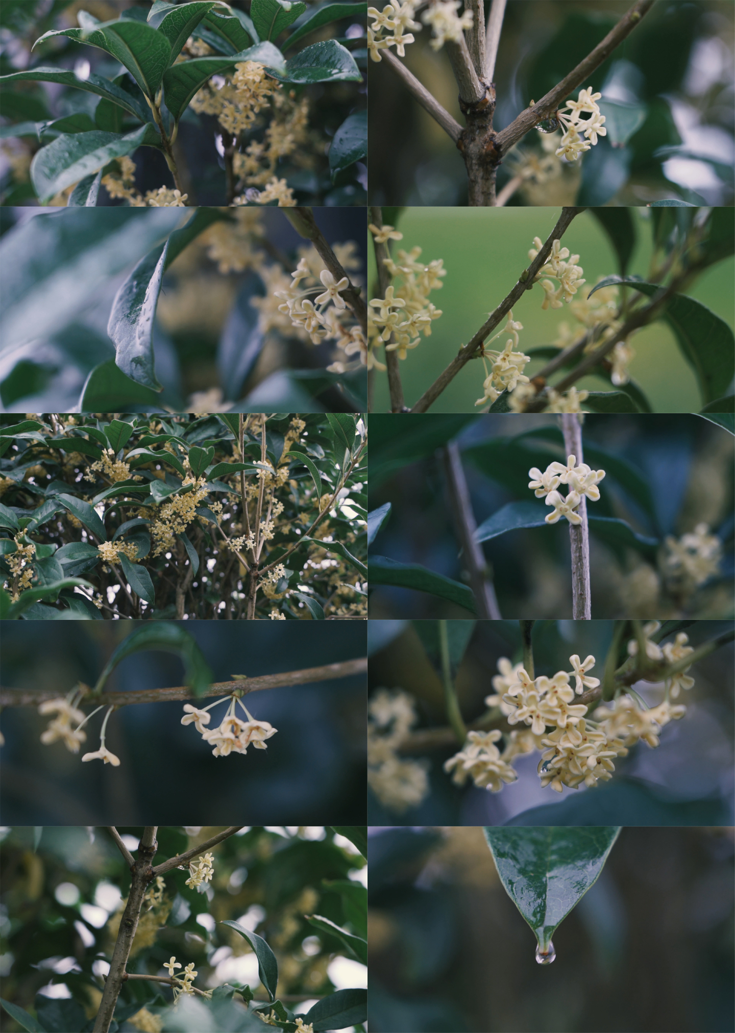 雨中桂花