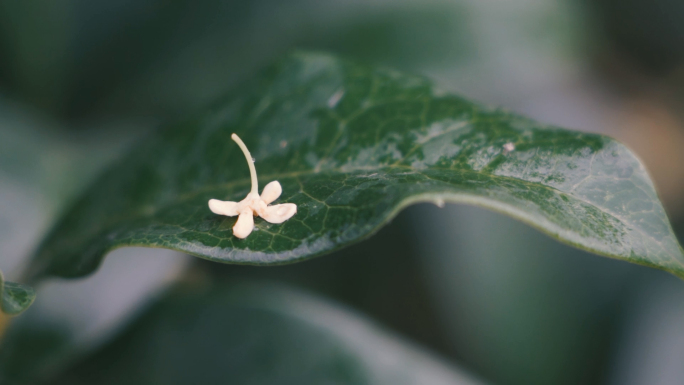 雨中桂花