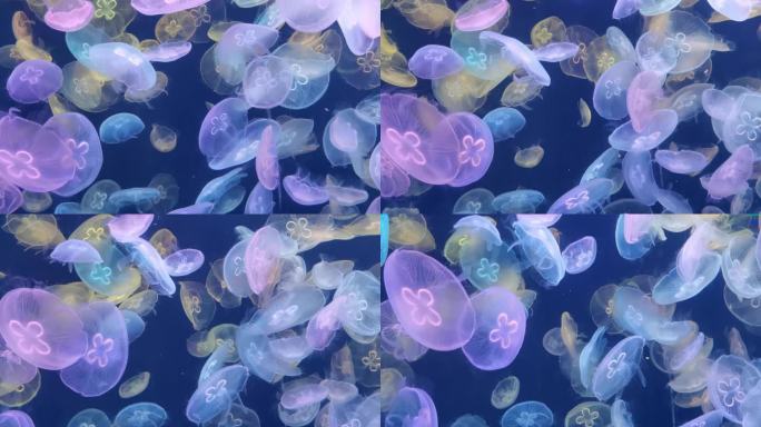 原创4K海洋馆彩色水母