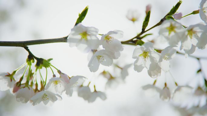 春色盎然 柳叶 春天 春天花开 春季