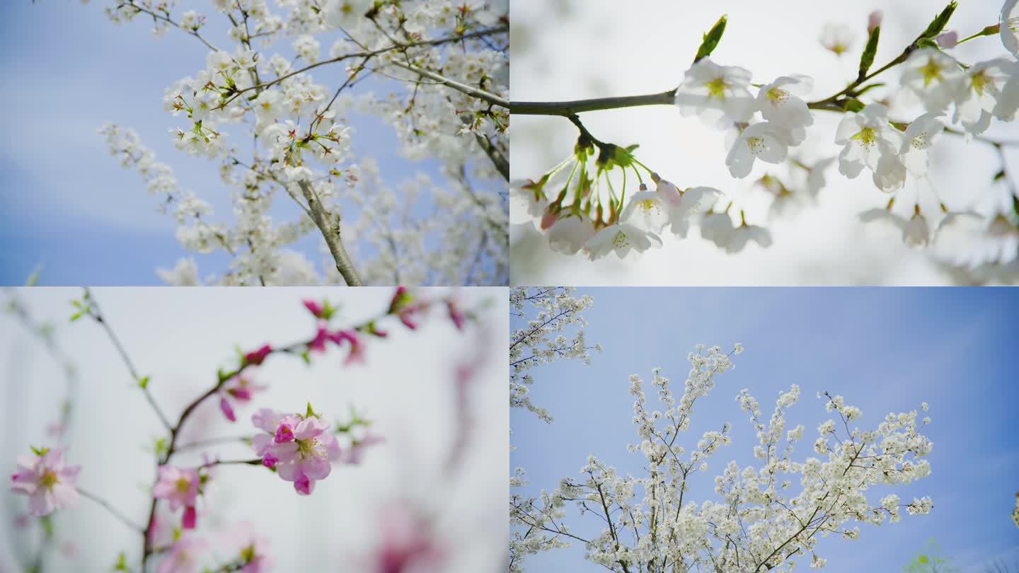 春色盎然 柳叶 春天 春天花开 春季