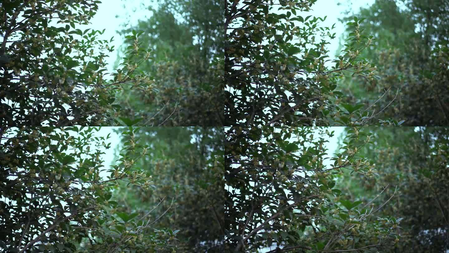 桂花树唯美空境 桂花飘香 空境广告