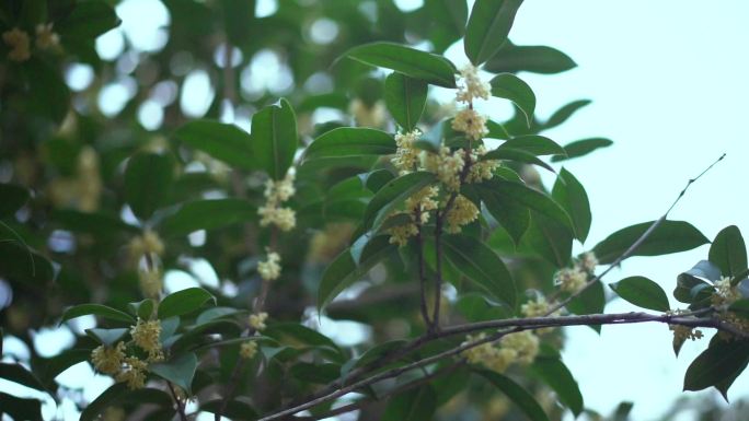 桂花 桂花树唯美空境  中秋时节