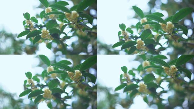 桂花 桂花树唯美空境  中秋时节