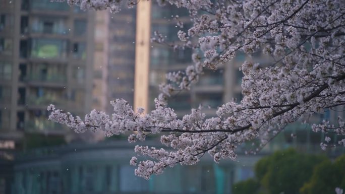 风中樱花