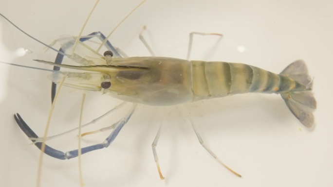 罗氏虾 沼虾 大虾 河虾 沼泽虾 活虾