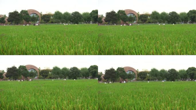 水稻成熟了广富林遗址公园