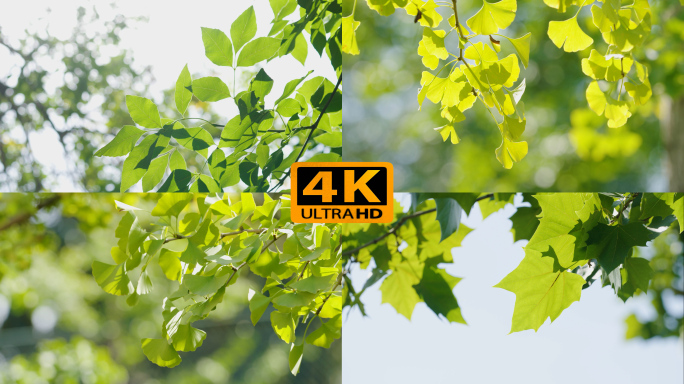 阳光明媚 绿叶 4K实拍视频素材