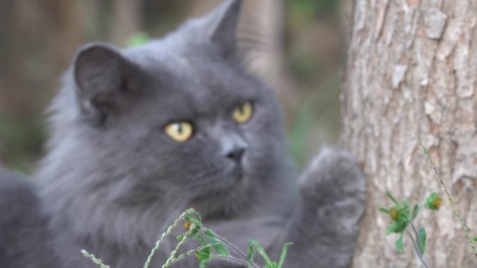 实拍高地长毛蓝猫农村野外生活