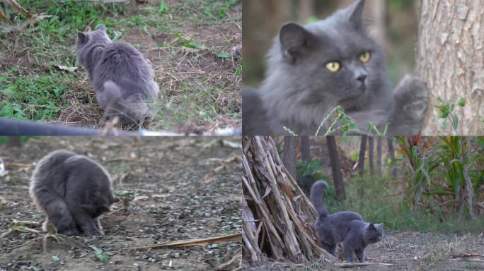 实拍高地长毛蓝猫农村野外生活