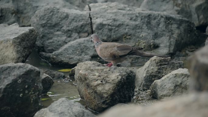 【正版素材】自然深圳生态珠颈斑鸠7530