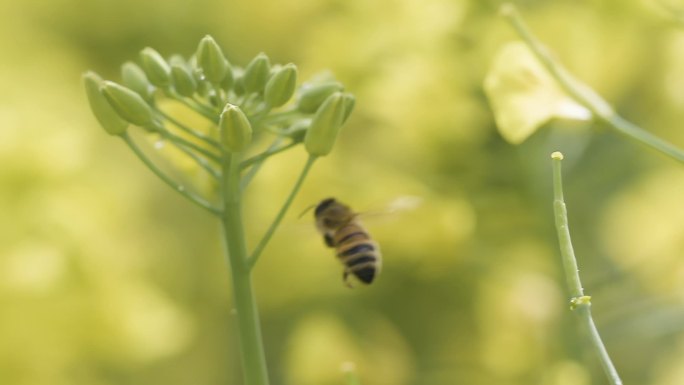 蜜蜂油菜花 蜜蜂采蜜 油菜花