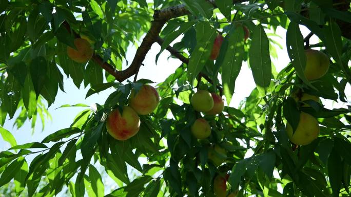 夏日果园有机生态桃子油桃蟠桃采摘