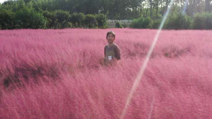 粉黛花海里的童话