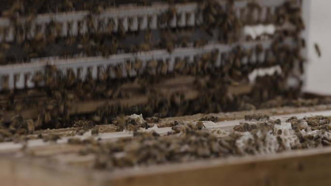 养蜜蜂 蜜蜂 养蜂 采蜜 养蜂人