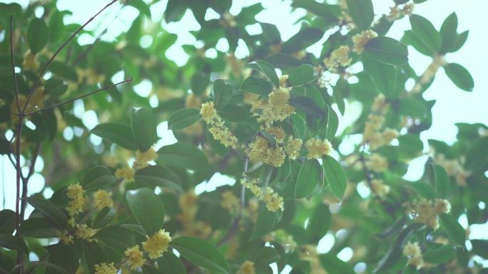 桂花树唯美空境 桂花飘香 空境广告