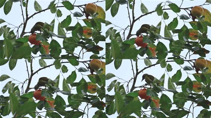 啄木鸟柿子树上吃柿子