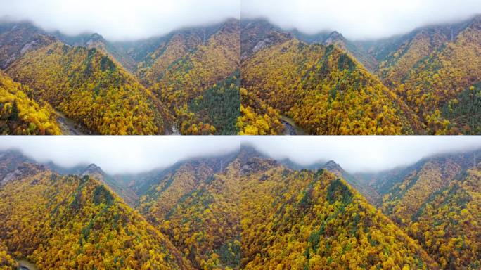 航拍秋天五彩斑斓的山林