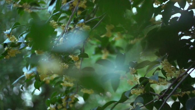 桂花树唯美空境 桂花飘香 空境广告