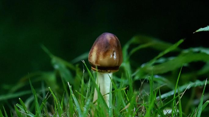 延时拍摄 蘑菇 菌菇 野生 大青褶伞