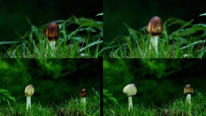 延时拍摄 蘑菇 菌菇 野生 大青褶伞