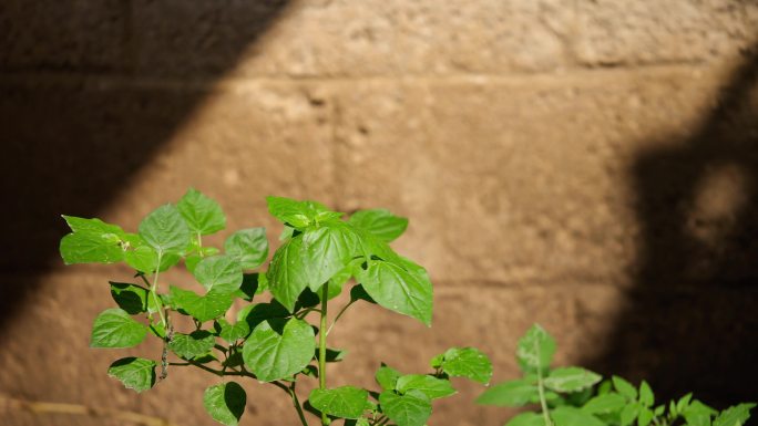 阳光 植物 时间流逝